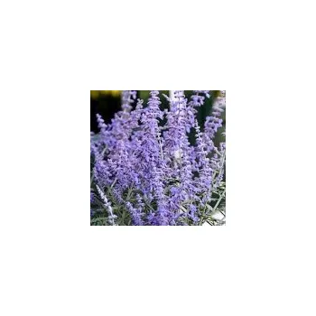 Sazenice Perovskia atriplicifolia Blue Spritzer 20/30 cm