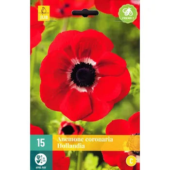 Cibulovina Sasanka věncová Hollandia (15 cibulí, červená)