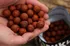 Boilies Nikl Ready Boilies Attractive 24 mm/1 kg