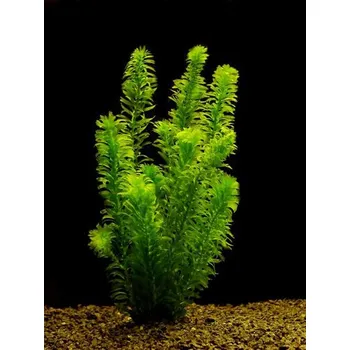 Akvarijní rostlina Egeria densa - Douška hustolistá (balení - koš)