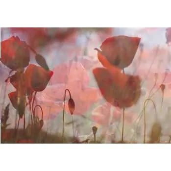 Zahraniční hudba 2LP L'Altra: In The Afternoon LTD 2021 Red Vinyl Limited Edition