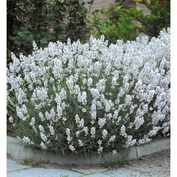 Sazenice Levandule úzkolistá ´EDELWEISS´, kont. 0,5 l