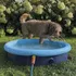 bazén pro psa Nobby Splash Pool 2v1 80 x 20 cm modrý