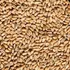 Krmivo pro hospodářské zvíře Krmné směsi Kvídera Krmná pšenice 25 kg