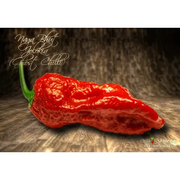 Semeno chilli-semena Naga Bhut Jolokia (Ghost Chilli)