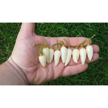 Semeno chilli-semena Coyote Zan White