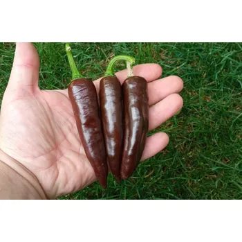 Semeno chilli-semena Barbere Coffee Brown