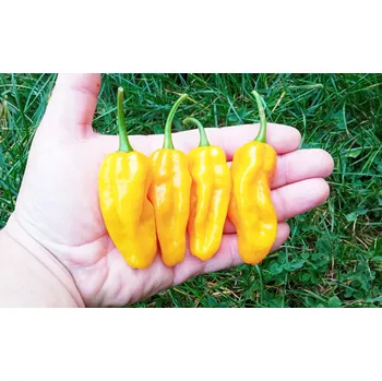 Semeno chilli-semena Habanero Neon