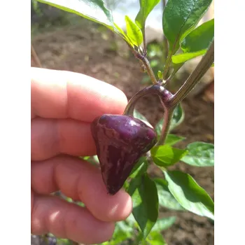 Semeno chilli-semena Purple Ufo
