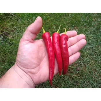 Semeno chilli-semena Cayenne Pepper Red 10 ks