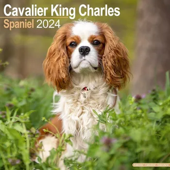 Kalendář Avonside Publishing Cavalier King Charles Spaniel 2024