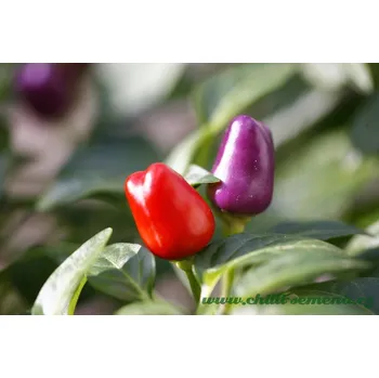 Semeno chilli-semena Loco