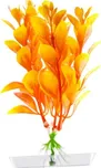 Orange Ludwigia 13-16 cm