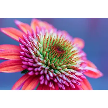 Plakát Plakát, Obraz - Gorgeous echinacea, Daniela Duncan