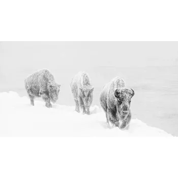 Plakát Plakát, Obraz - Three bison covered in hoarfrost, jared lloyd