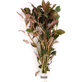 Akvarijní rostlina Ludwigia repens Rubin - svazek