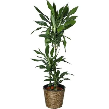 Květináč A.H.G. Obal na květináč, ø 40 cm, 32 cm, plast, hnědá 1-15910070-A-WBR