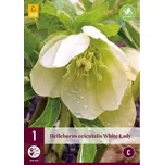 JUB Holland Čemeřice Helleborus White…