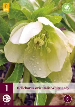 Cibulovina JUB Holland Čemeřice Helleborus White Lady 1 ks