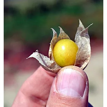 Sušené ovoce Mochyně peruánská, Ananasová 2.7 g