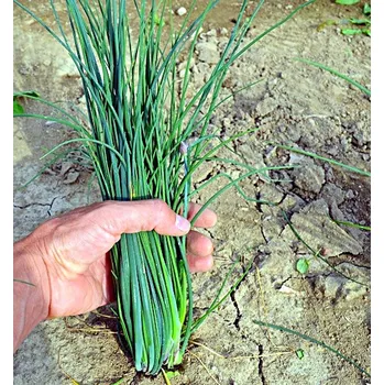 Semeno Altajská pažitka - 160