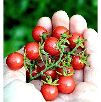 Semeno Divoké - Rote Murmel