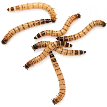 Krmivo pro terarijní zvíře Zophobas morio Balení: 1 dcl