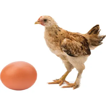 Krmivo pro hospodářské zvíře afeed Krmivo - Nosná kuřice "JUNIOR 2"