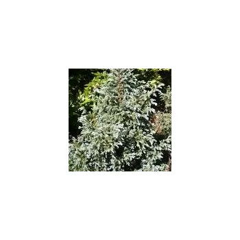 Sazenice Chamaecyparis pisifera Bouleward 40/50 cm