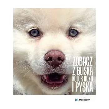 Bystrá hlava Zobacz z bliska kolor oczu i pyska JACOBSONY