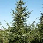 Picea omorika 40/60 cm
