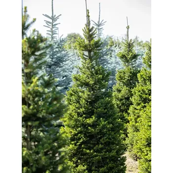 Vánoční stromek Picea abies 'Will´s Zwerg' C7,5L-50-60 CM