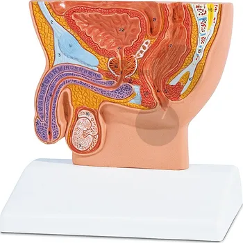 Pánev Mužská pánev, podélný řez - 1/2 velikost