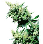 Sensi Seeds Hash Plant regular 10ks