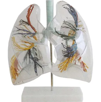 anatomický model Průhledné plíce, hrtan a průdušnice