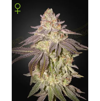 Semeno Green House Seed Black Toffee Auto Balení: 3ks