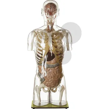 anatomický model Průhledný model lidského těla s hlavou