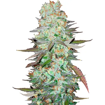 Semeno FastBuds G14 Auto Balení: 1ks