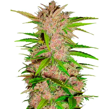 Semeno FastBuds Fastberry Auto Balení: 1ks