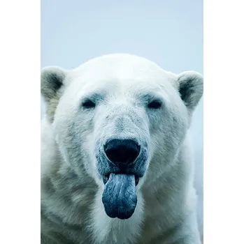 Plakát Plakát, Obraz - Polar Bear closeup portrait, Mark Newman