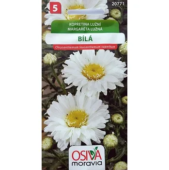 Semeno Osiva Moravia Kopretina lužní bílá 0,3 g