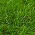 Umělá květina Umělá tráva 318332 1 x 15 m x 40 mm zelená