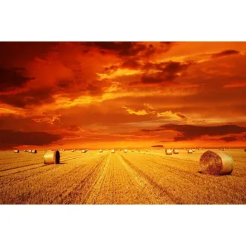 Obraz Postershop Obraz na plátne: Žne - 75x100 cm