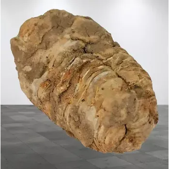 Trilobit rodu CALYMENE 57 g