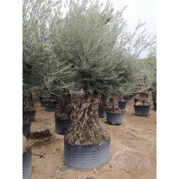 Sazenice Olivovník Evropský - Bonsai 160/180cm - OL_160/180