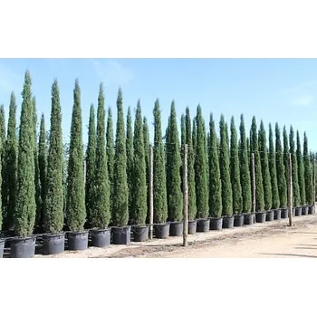 Sazenice Cypřiš stálezelený - Cupressus Sempervirens Stricta - Totem - výška 200/240 cm