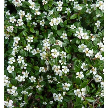 Sazenice Skalník Dammerův ´CORAL BEAUTY´ 40-50 cm, kont. 1 l