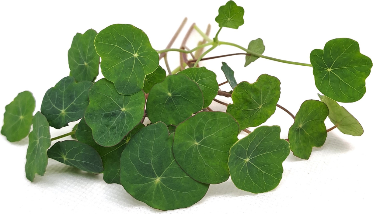 Tiny Greens Lichořeřišnice Verdant - BIO semínka na klíčení a microgreens Množství: 200g