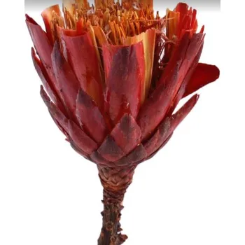 Sušené květiny Repens cut color,15 ks, červené