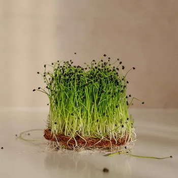 Semeno Tiny Greens Pórek - BIO semínka na klíčení a microgreens Množství: 100g